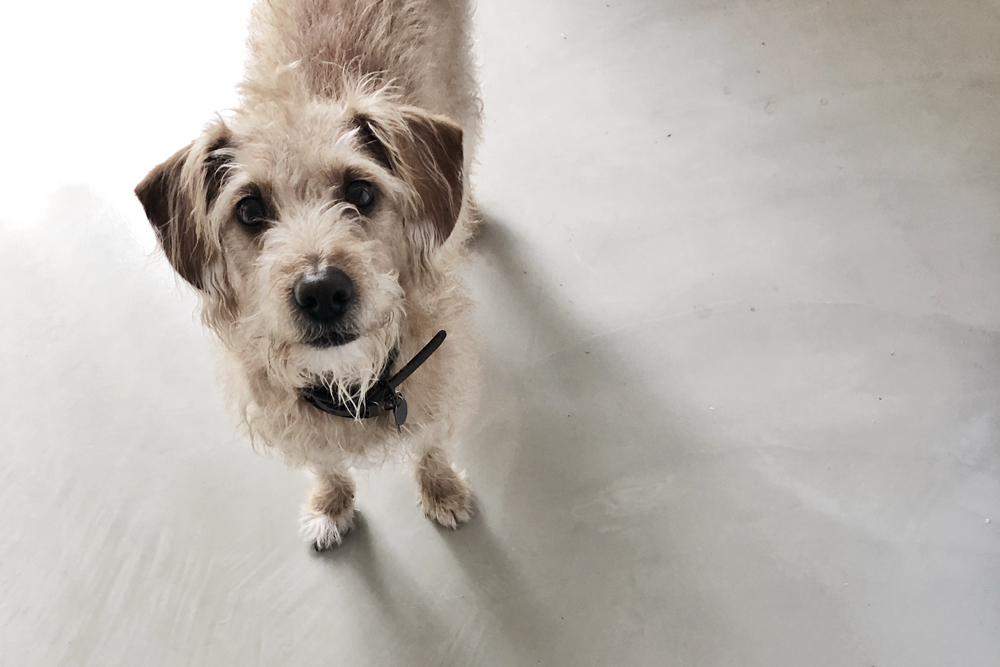 Hund guckt in die Kamera, er ist ein Mentor für Menschen